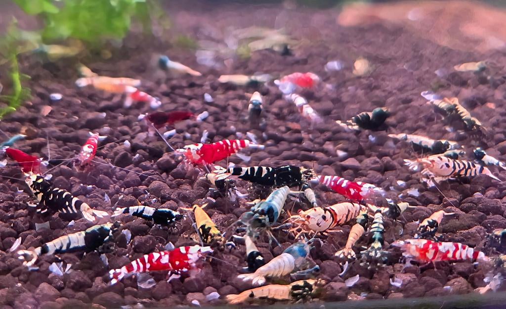Aanbieding! Caridina garnalen startgroep, Kreeft, Krab of Garnaal, Zoetwatervis, Schoolvis