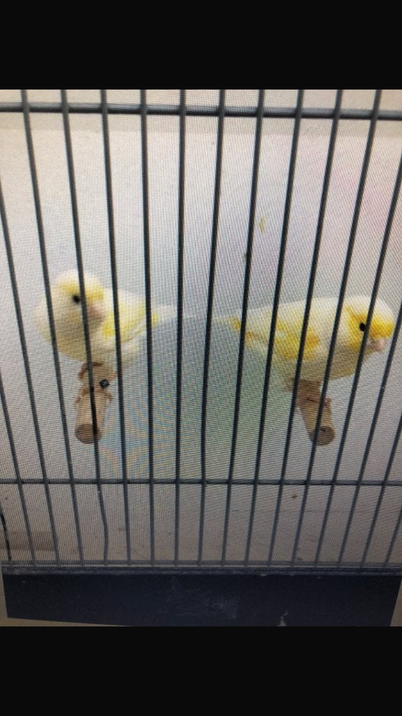 Mozaïek kanaries, Dieren en Toebehoren, Meerdere dieren, Kleurkanarie