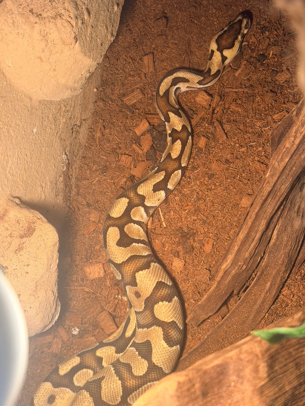 Ball python Ball Python photo 6
