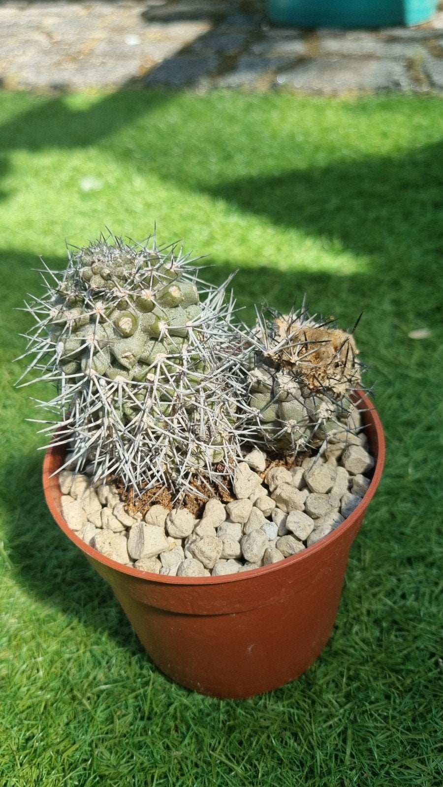 COPIAPOA SPEC CACTUS PLANT LEUKE, Ophalen of Verzenden, Cactus, Volle zon, Minder dan 100 cm