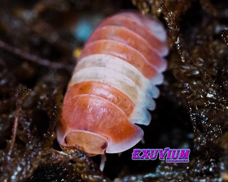 Cubaris sp. Red Panda King isopods / pissebedden, Dieren en Toebehoren, Insecten en Spinnen, Overige soorten