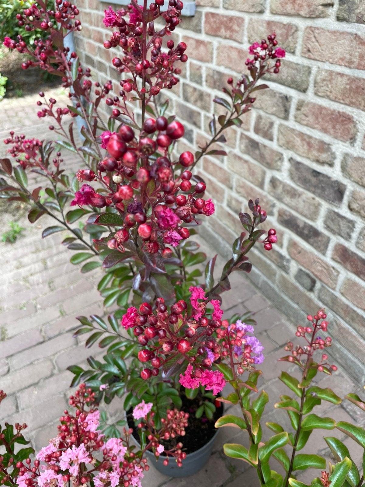 Mooie planten deel 3, Ophalen