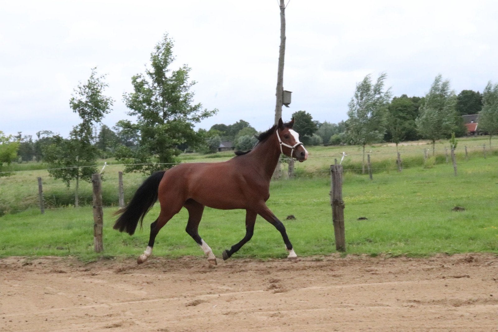 Te koop lieve en mooie merrie 3 jaar, Merrie, Recreatiepaard, 3 tot 6 jaar