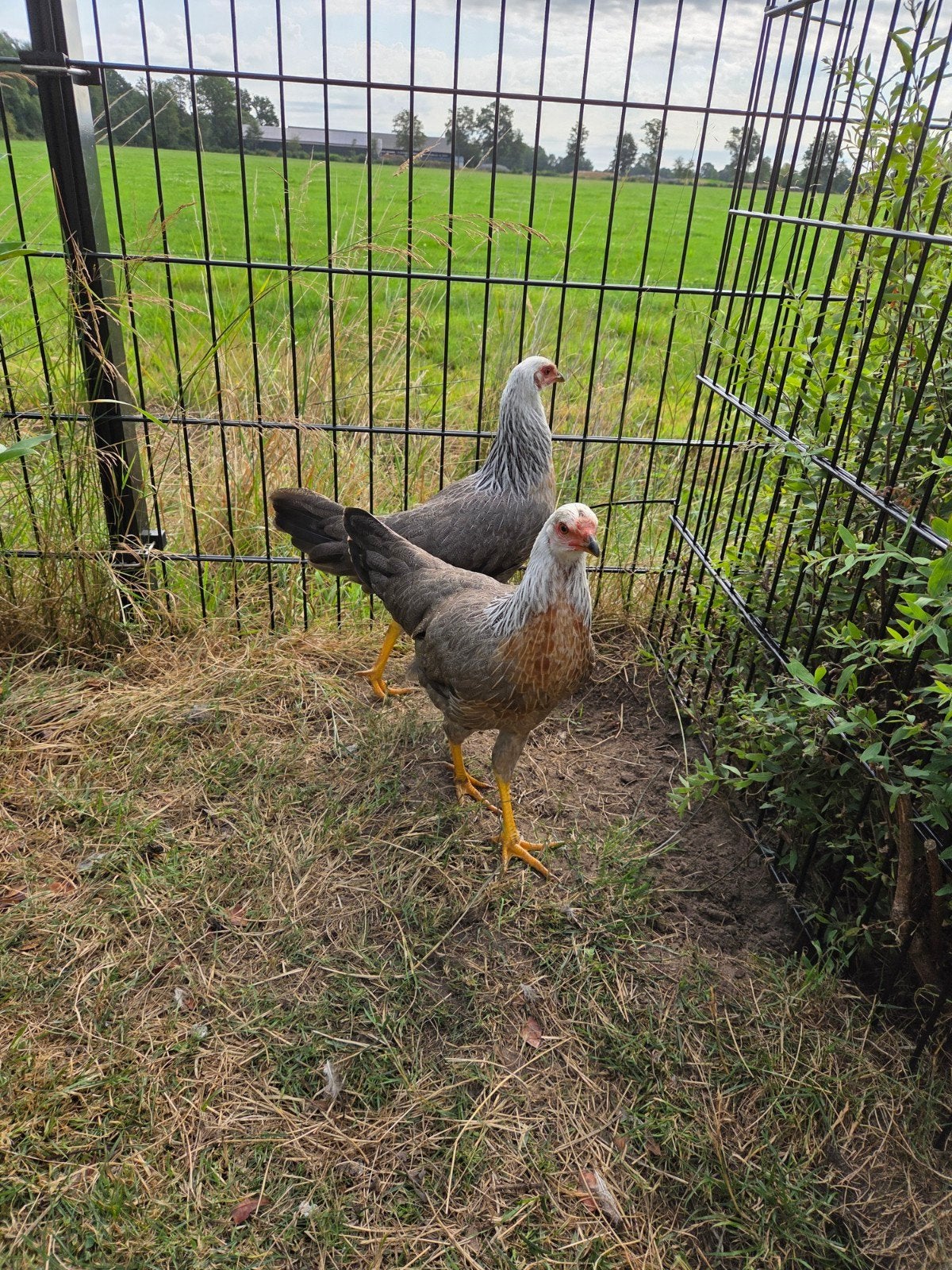 Twentse hoen, Meerdere dieren, Kip