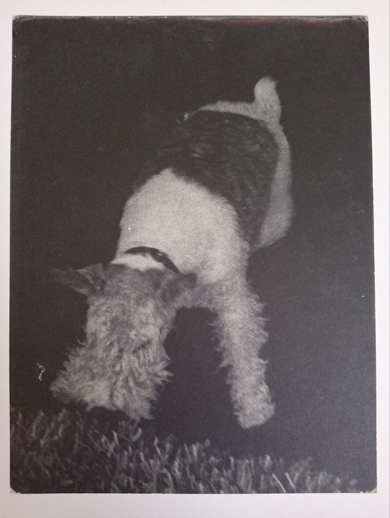 Gerard Fieret fotoprint 2011 Hondje, Verzamelen, Ophalen of Verzenden, 1980 tot heden