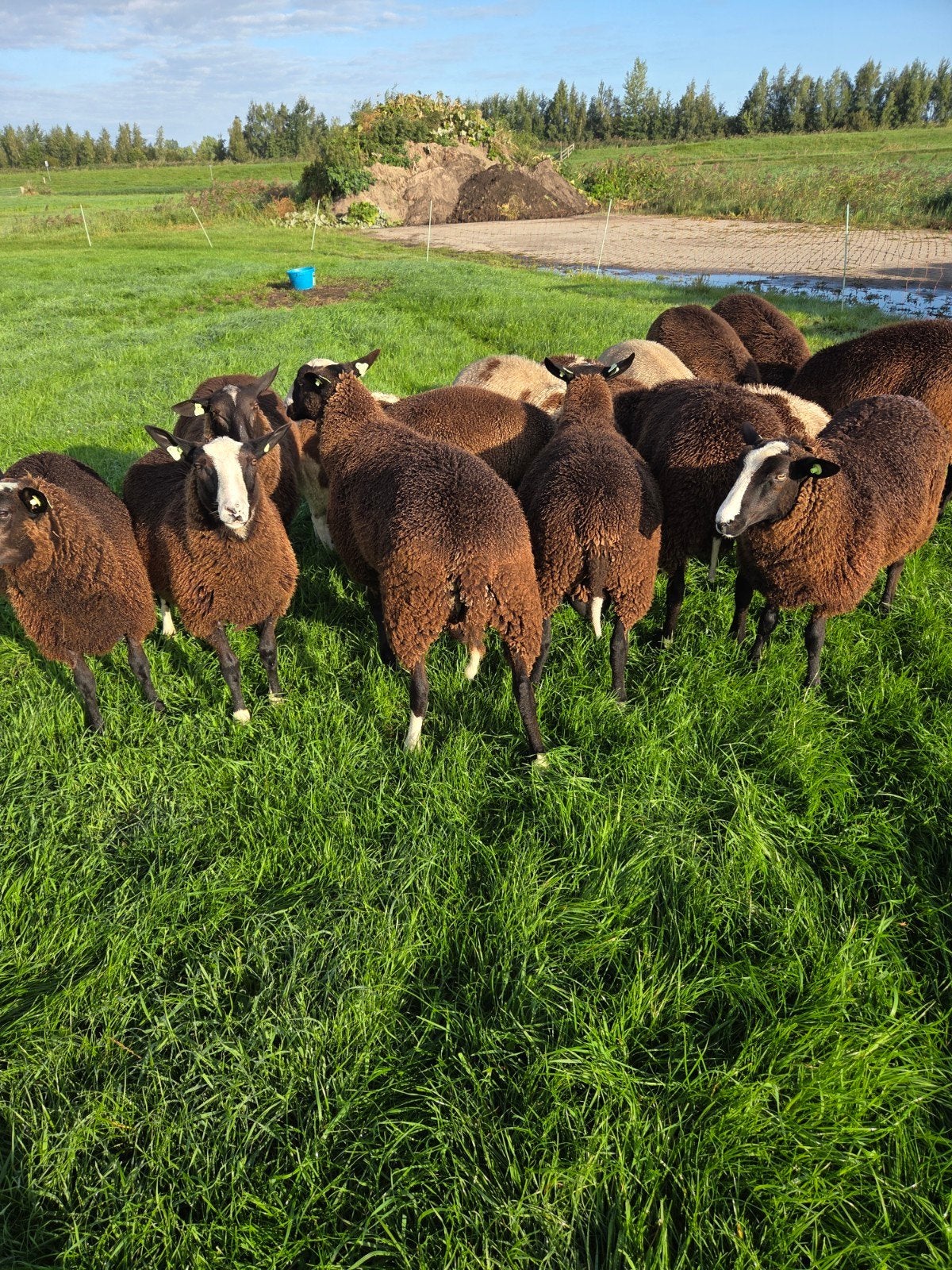 Te koop zwartbles dekrammen, Dieren en Toebehoren, Mannelijk, Schaap