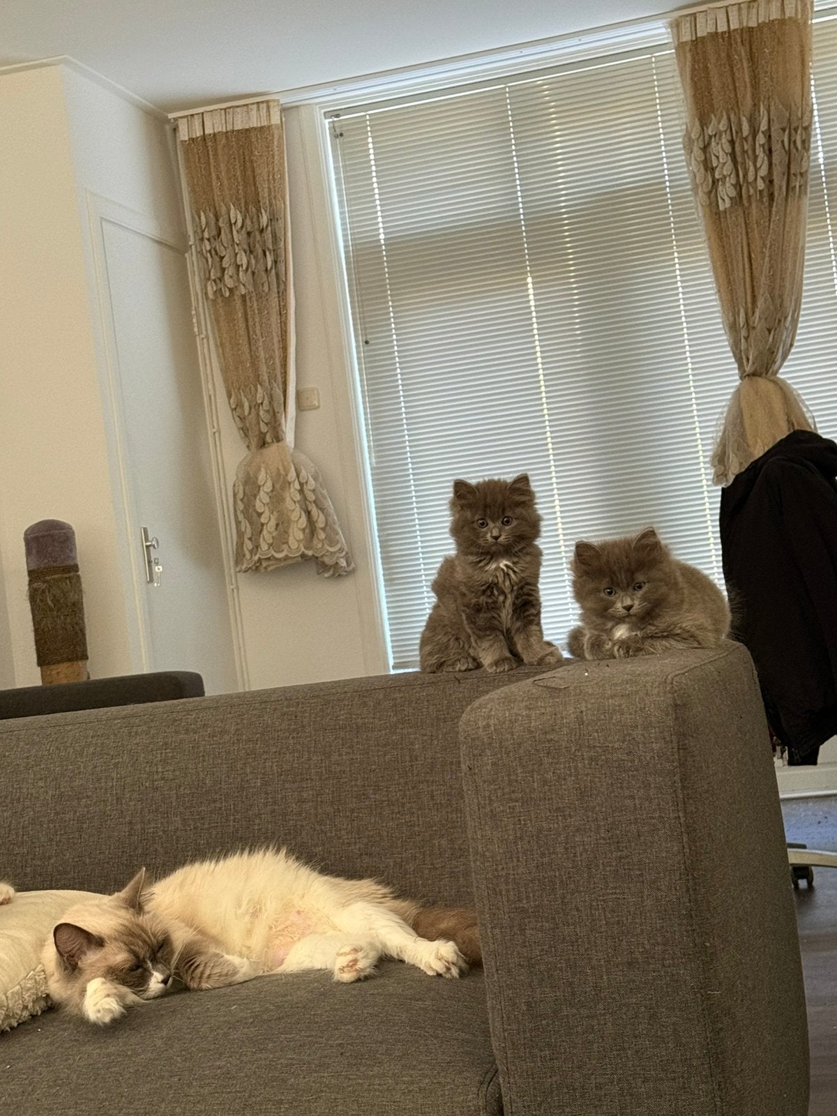 Schattige Ragdoll  British Longhair kittens, Meerdere dieren, Ontwormd, 0 tot 2 jaar
