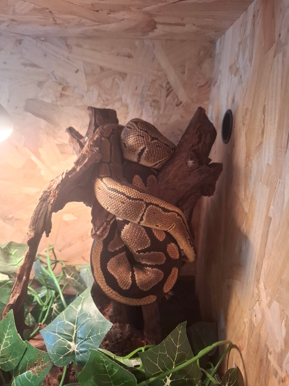 2 koningspythons man en vrouw, Slang, Met terrarium, 0 tot 2 jaar