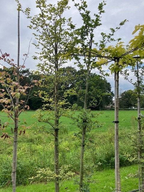 Fagus sylvatica, circa 300cm.