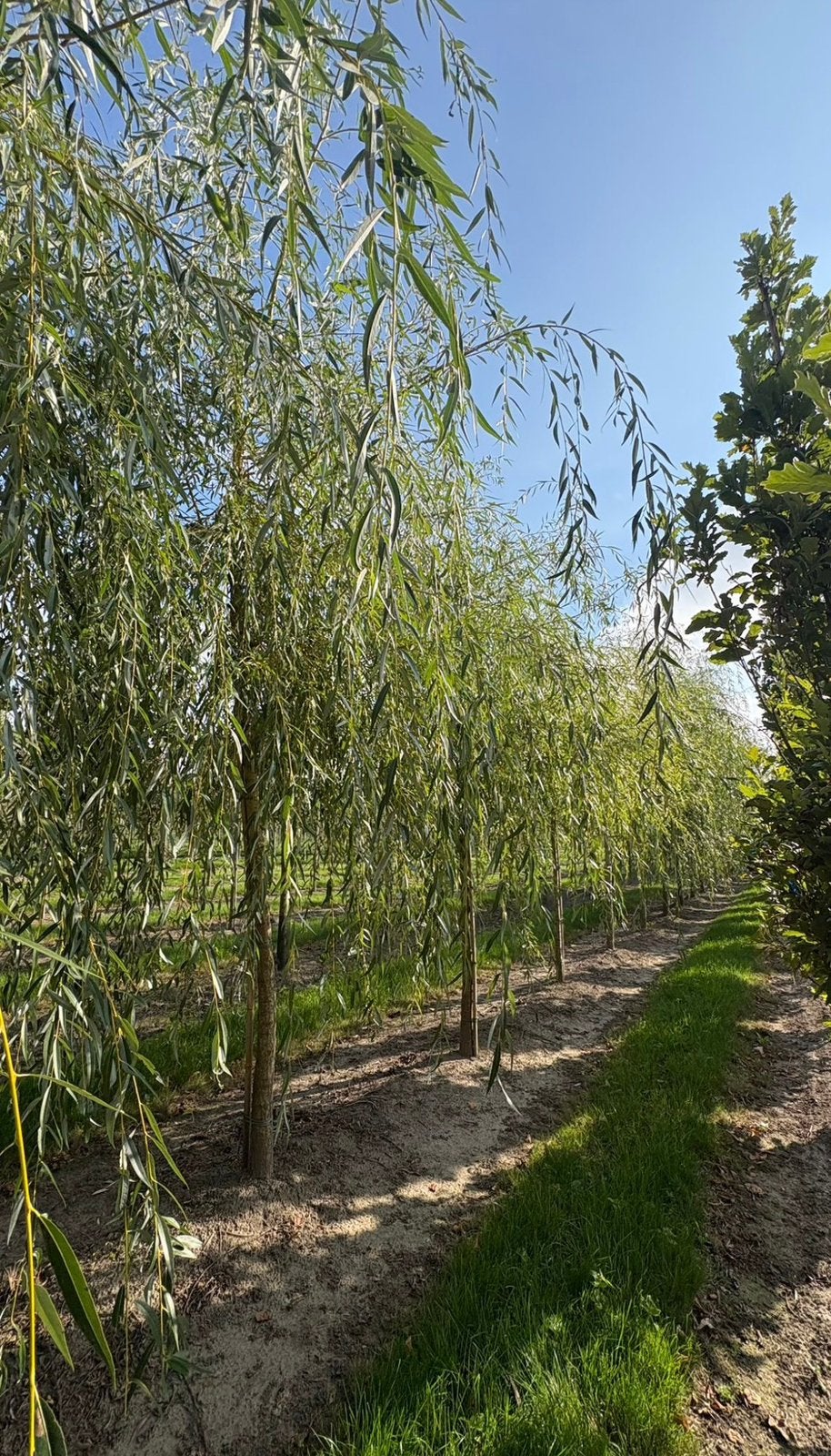 Treurwilgen - Salix chrysocoma, Tuin en Terras, Ophalen of Verzenden, Volle zon, Overige soorten