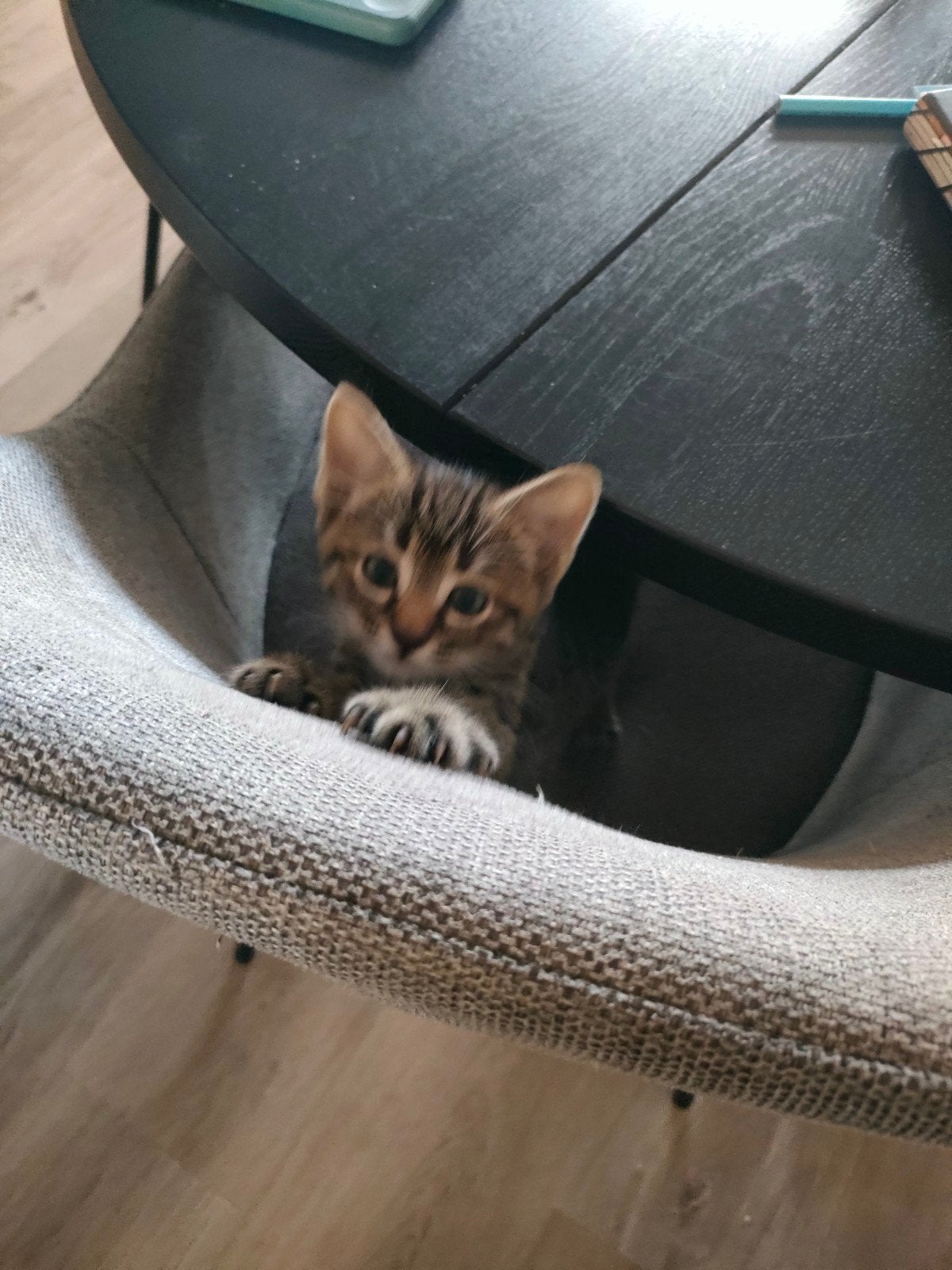Drie kittens aangeboden, Dieren en Toebehoren, Katten en Kittens | Overige Katten, Meerdere dieren, Kortharig, 0 tot 2 jaar