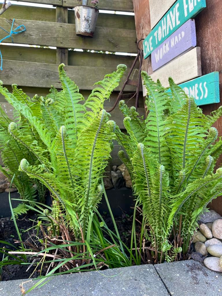 Varen stekjes - Ideaal voor schaduwrijke plekken, Tuin en Terras, Planten | Tuinplanten, Ophalen, Vaste plant, Varens, Bloeit niet