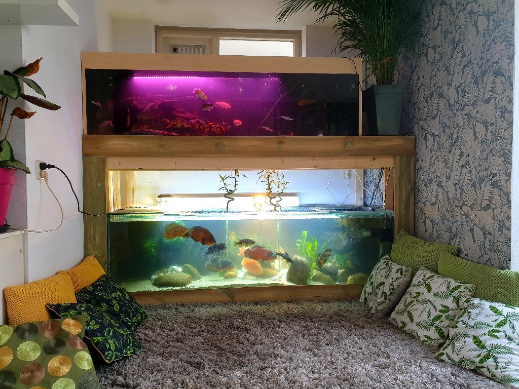 aquarium met alle toebehoren en speciale vissen, Ophalen, Gebruikt, Inclusief vissen, Gevuld zoetwateraquarium