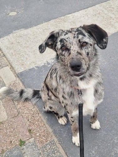 Duo-baasje gezocht voor onze lieve hond Kaya - omg. Almere, Particuliere oppas