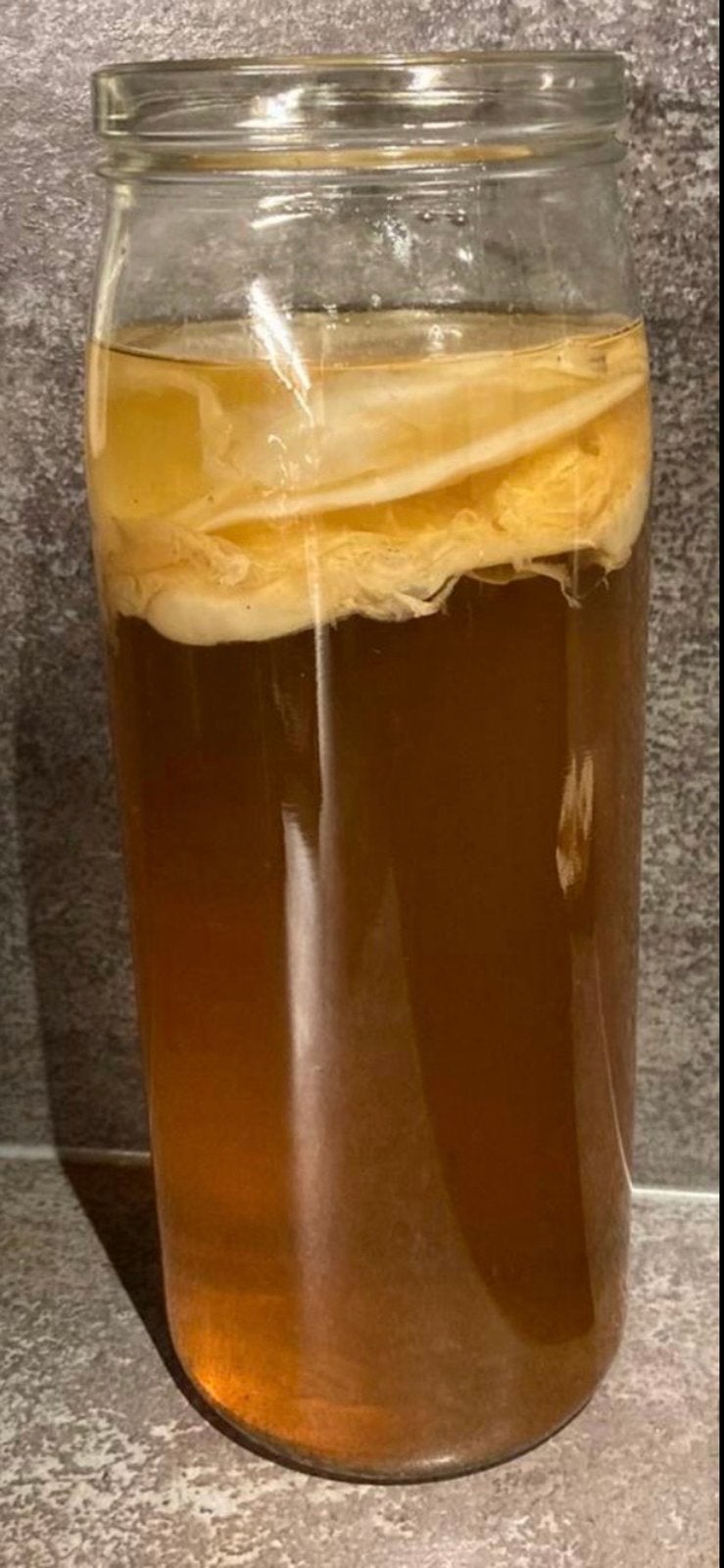 Scoby voor kombucha, Diversen, Levensmiddelen, Ophalen