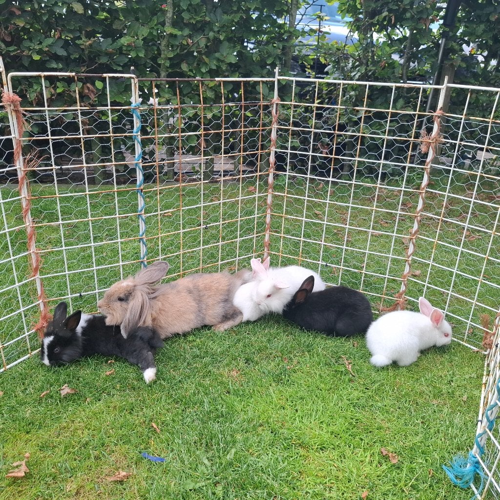 1Jong konijn, Meerdere dieren, Middelgroot, Hangoor, 0 tot 2 jaar