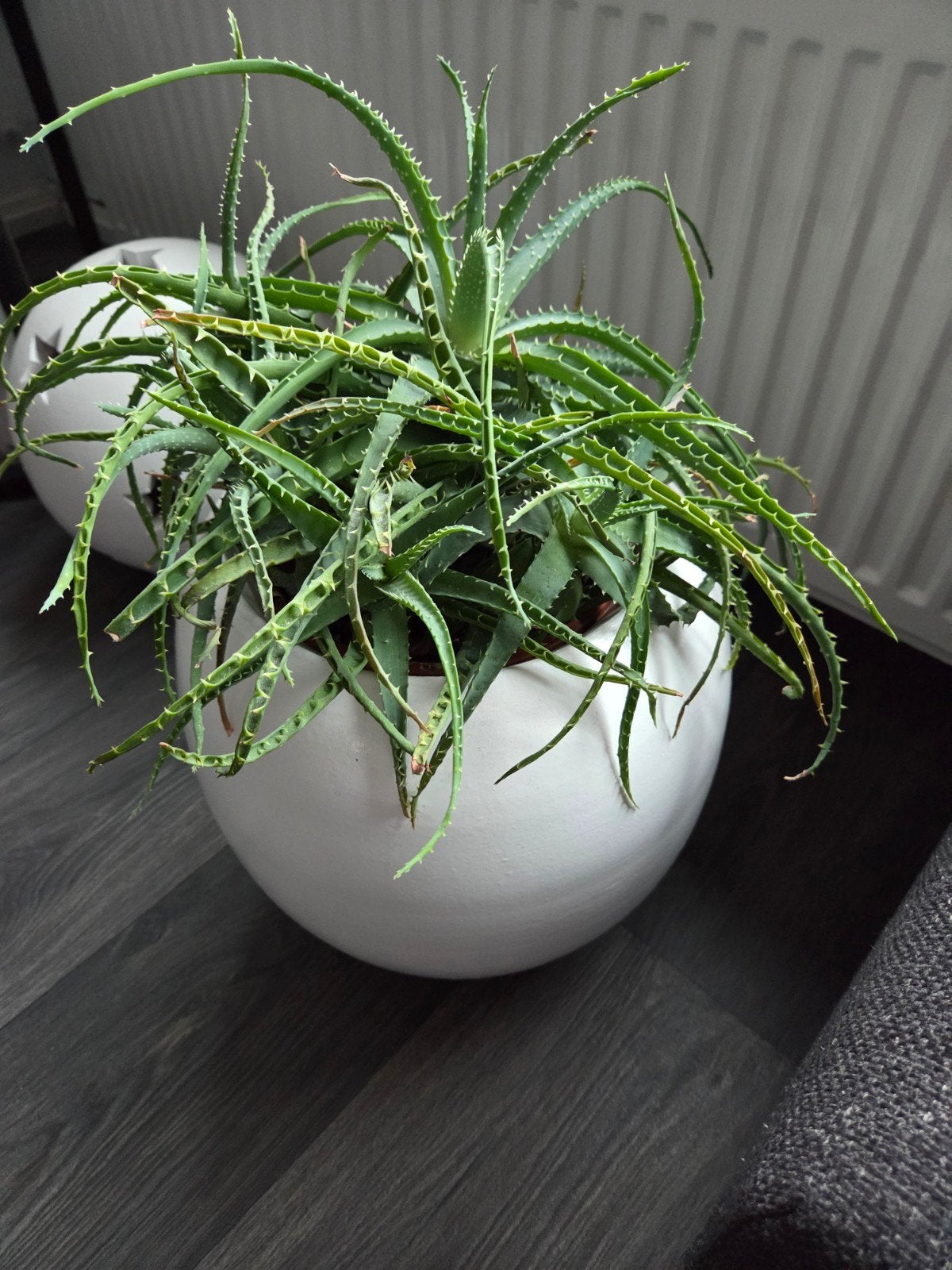 grote Bloembak met Vetplant, Ophalen, Halfschaduw, Minder dan 100 cm