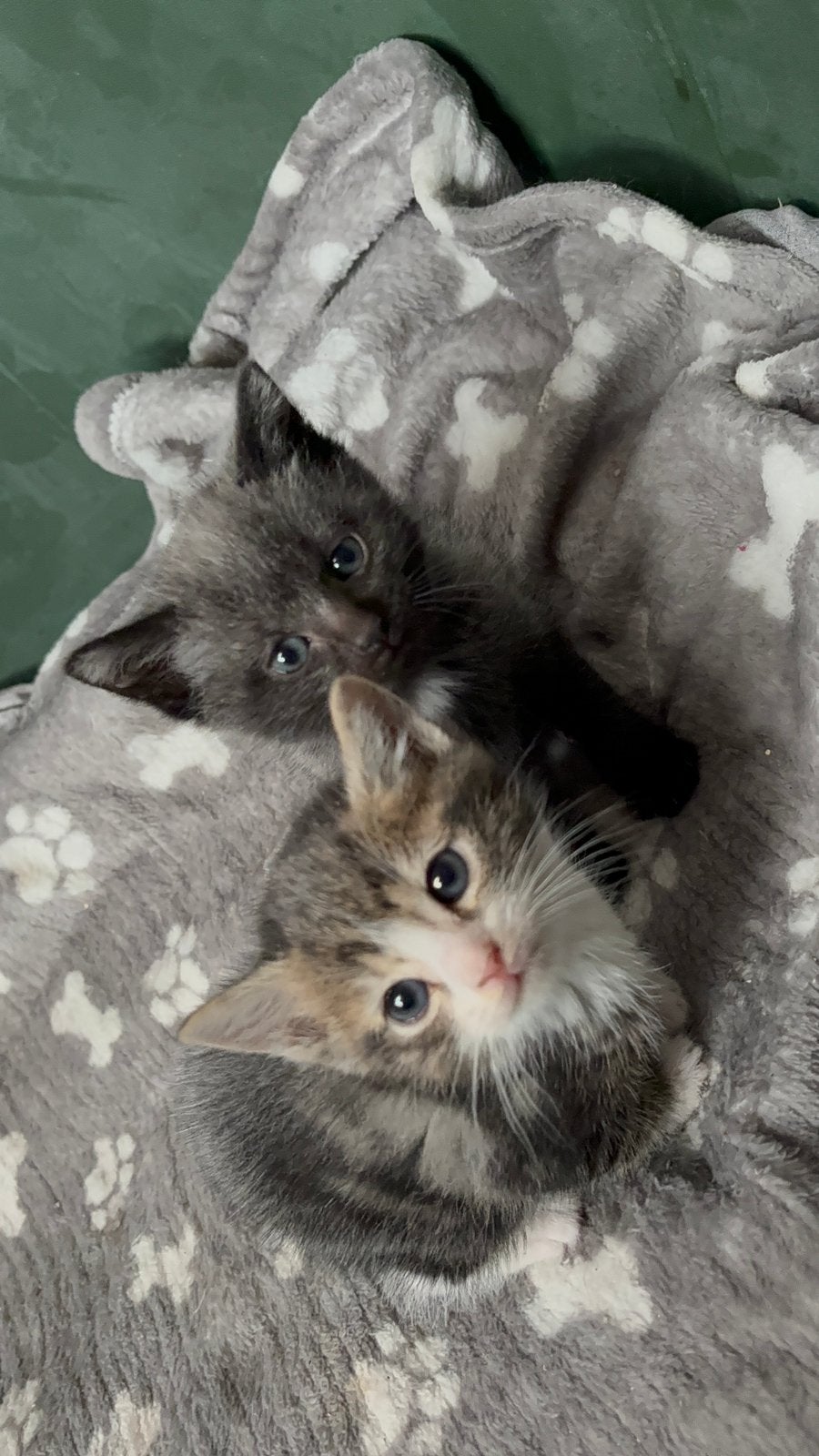 Lieve kittens, Dieren en Toebehoren, Katten en Kittens | Overige Katten, Meerdere dieren