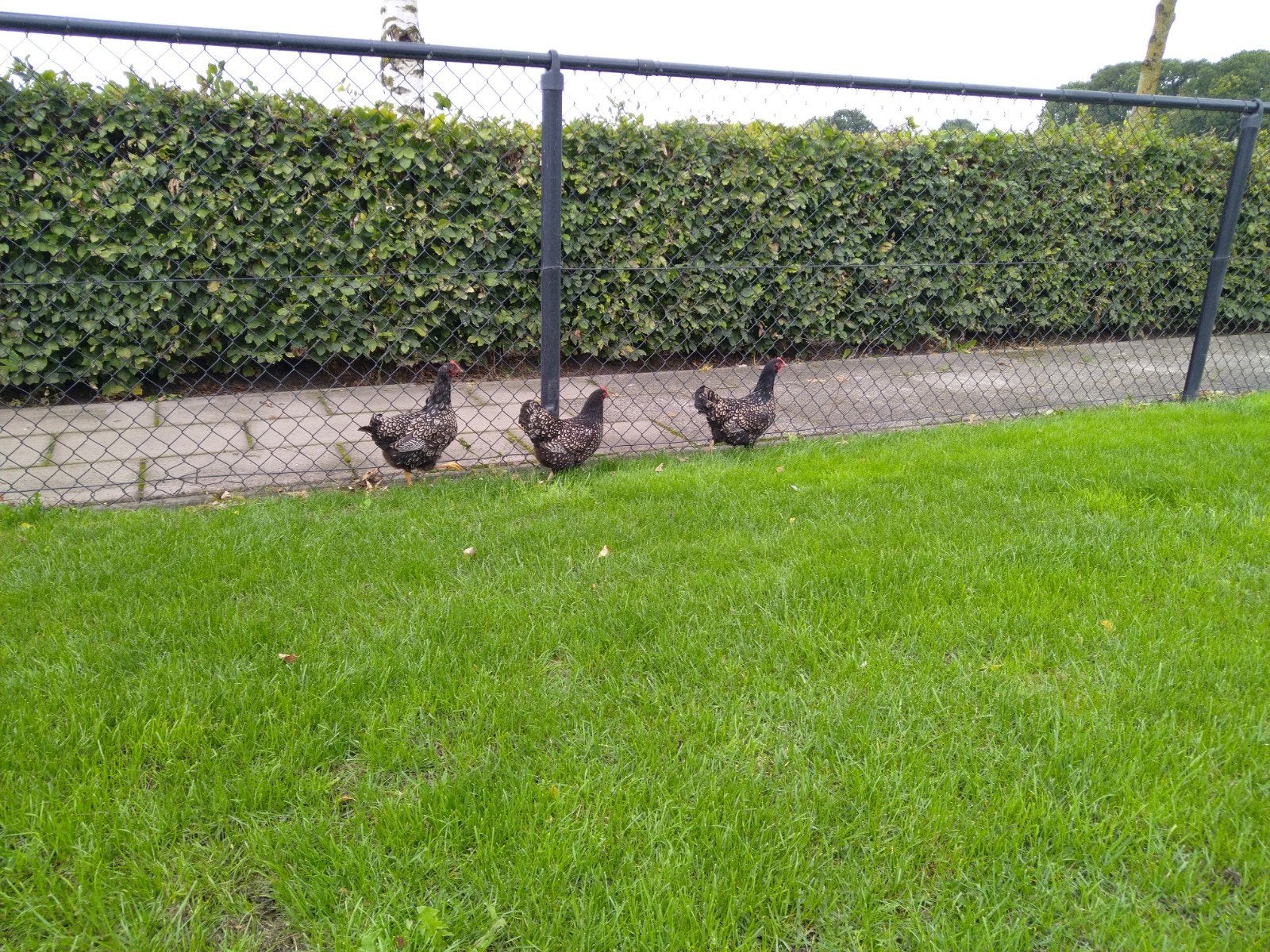 3 stuks Barneveldse kriel zilver gezoomd, Dieren en Toebehoren, Vrouwelijk, Kip