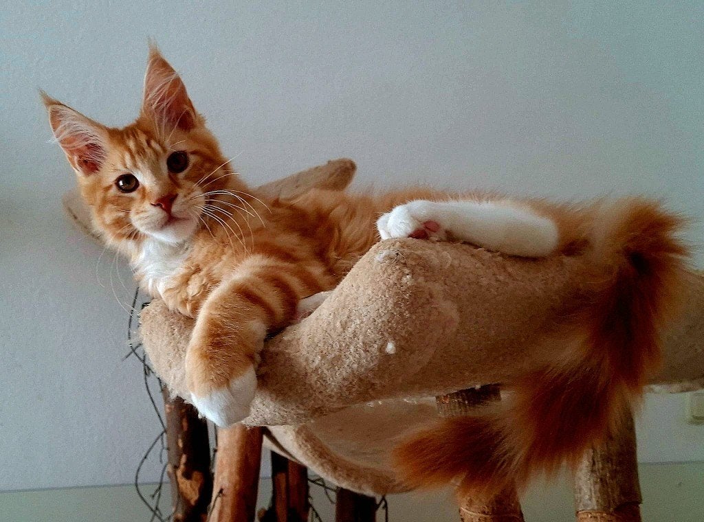 Al 3200 gr! Maine Coon kater rood kitten 3,5 mnd, SCHOOTKAT!, Dieren en Toebehoren, Katten en Kittens | Raskatten | Langhaar, Meerdere dieren