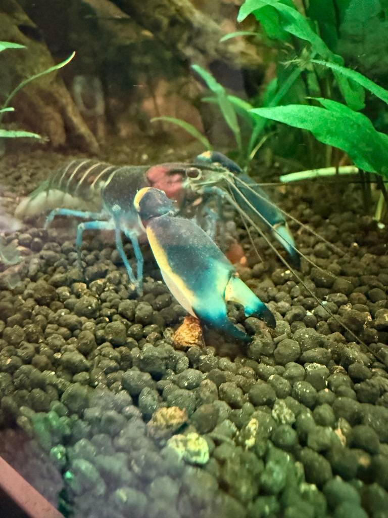 Mooie cherax pulcher kreeft, Dieren en Toebehoren, Vis