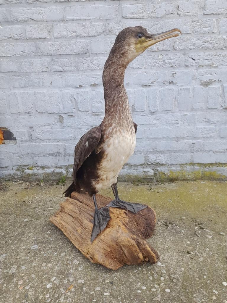 Opgezette vogel, reiger en aalschover., Verzamelen, Ophalen of Verzenden, Gebruikt, Vogel, Opgezet dier