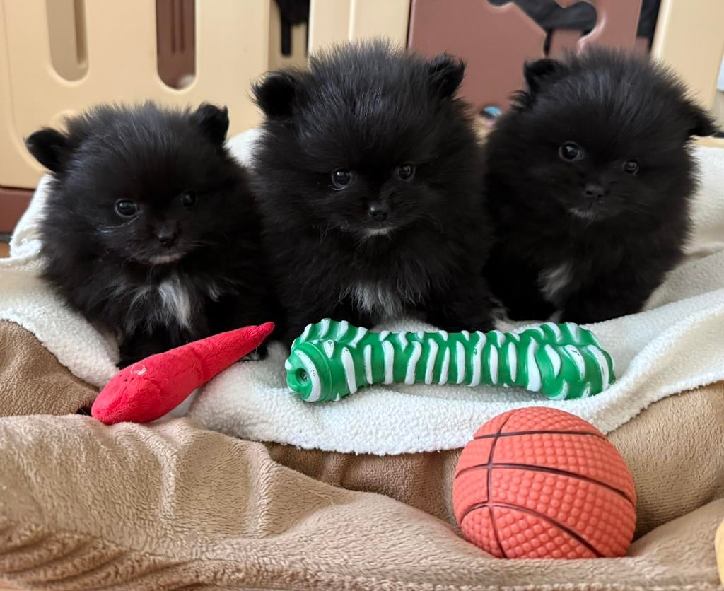 Pomeriaan/ Pomerianen mini puppy’s te koop, Keeshond, 8 tot 15 weken, Parvo, Meerdere