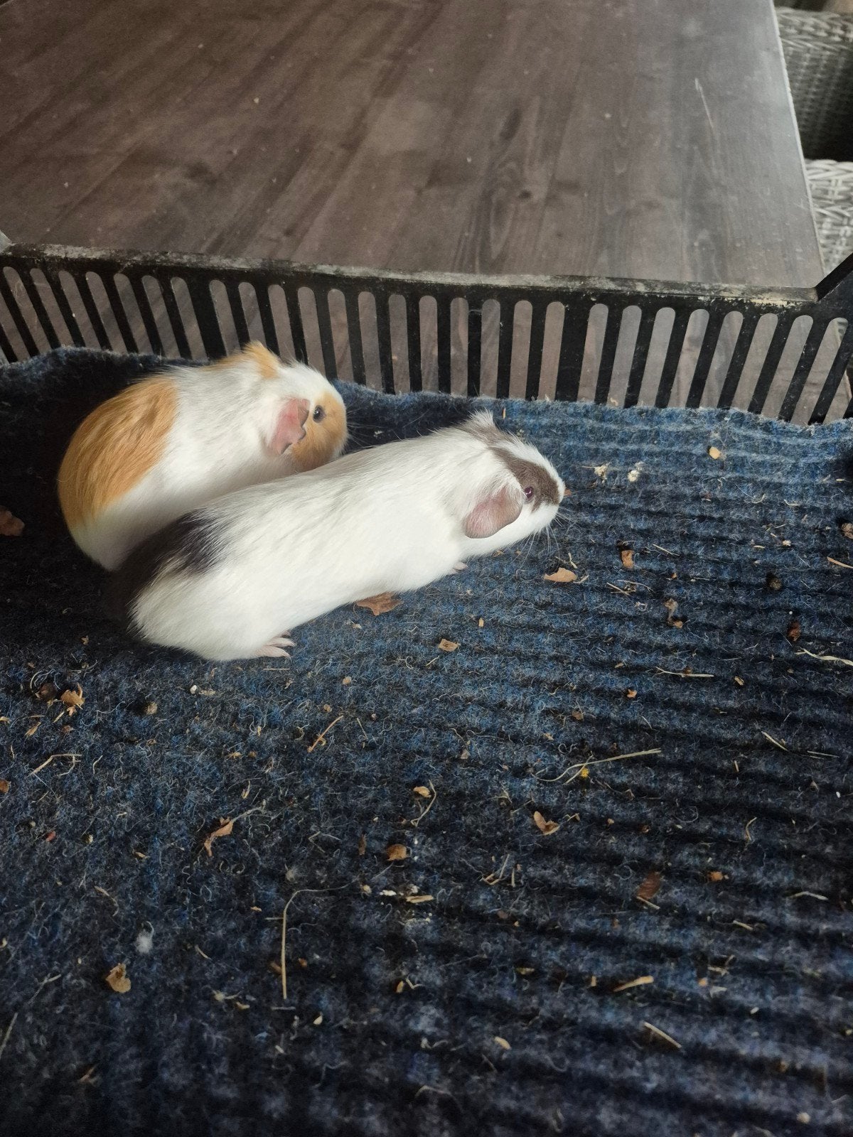 cavia zeugjes te koop, Dieren en Toebehoren, Knaagdieren, Cavia, Augustus, Vrouwelijk, Tam