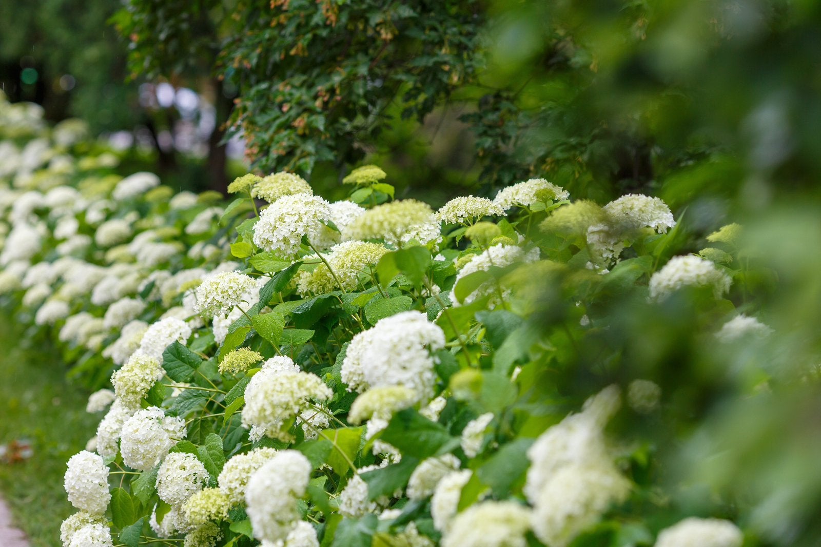 Hortensia Annabelle | 2L Pot | Grote Witte Bloemen, Ophalen of Verzenden