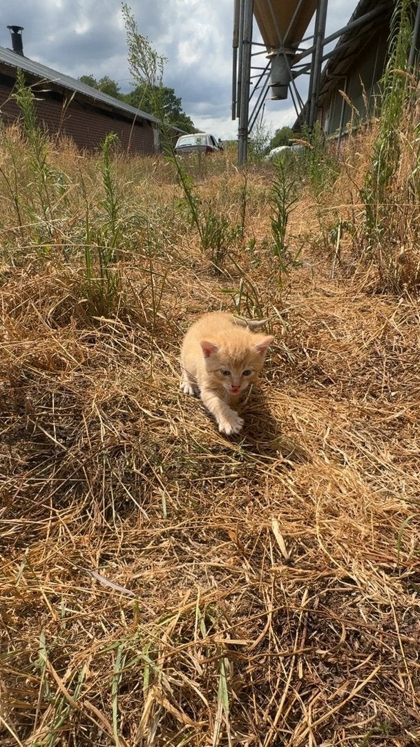 Kittenen/katten, Dieren en Toebehoren, Katten en Kittens | Dekkaters
