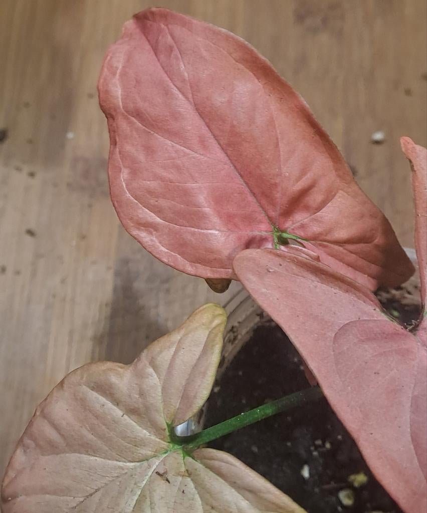 Syngonium, Huis en Inrichting, Kamerplanten, Ophalen of Verzenden, Halfschaduw, Minder dan 100 cm