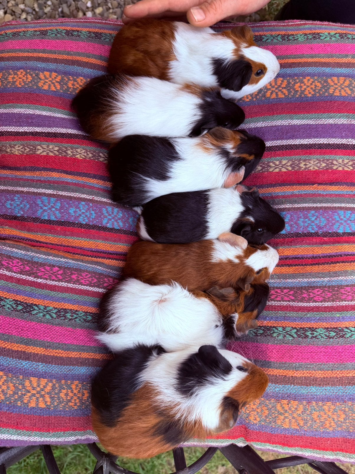 Meerdere Baby cavia’s, Dieren en Toebehoren, Knaagdieren, Cavia, Mei, Meerdere dieren, Tam