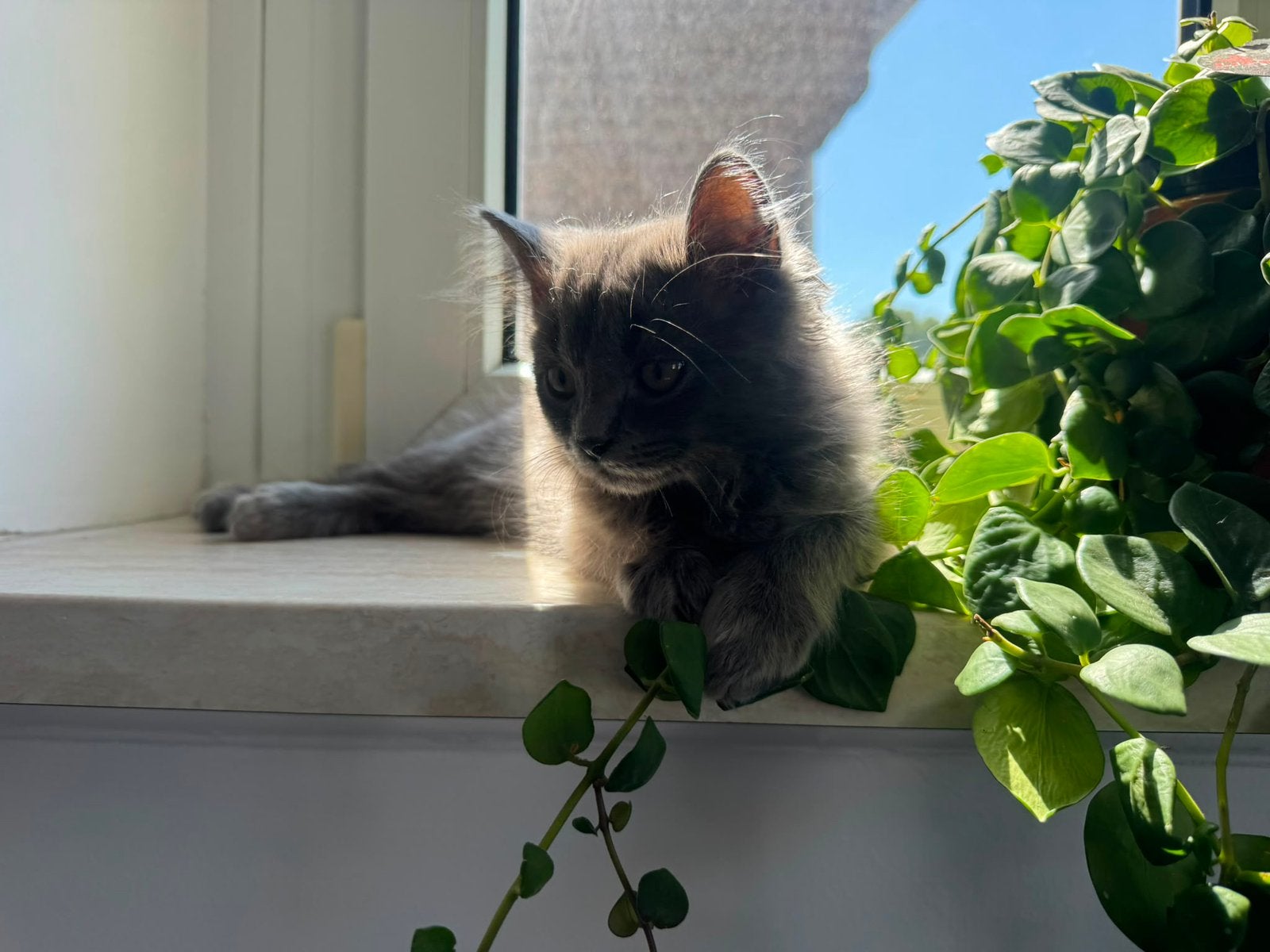 British langhaar kitten, Kater