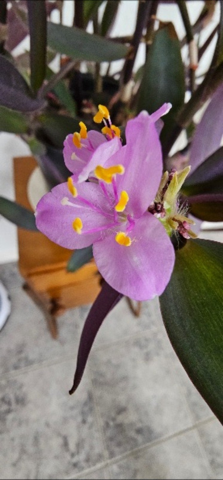 tradescantia pallida,'purple heart', Ophalen of Verzenden, Halfschaduw, Minder dan 100 cm