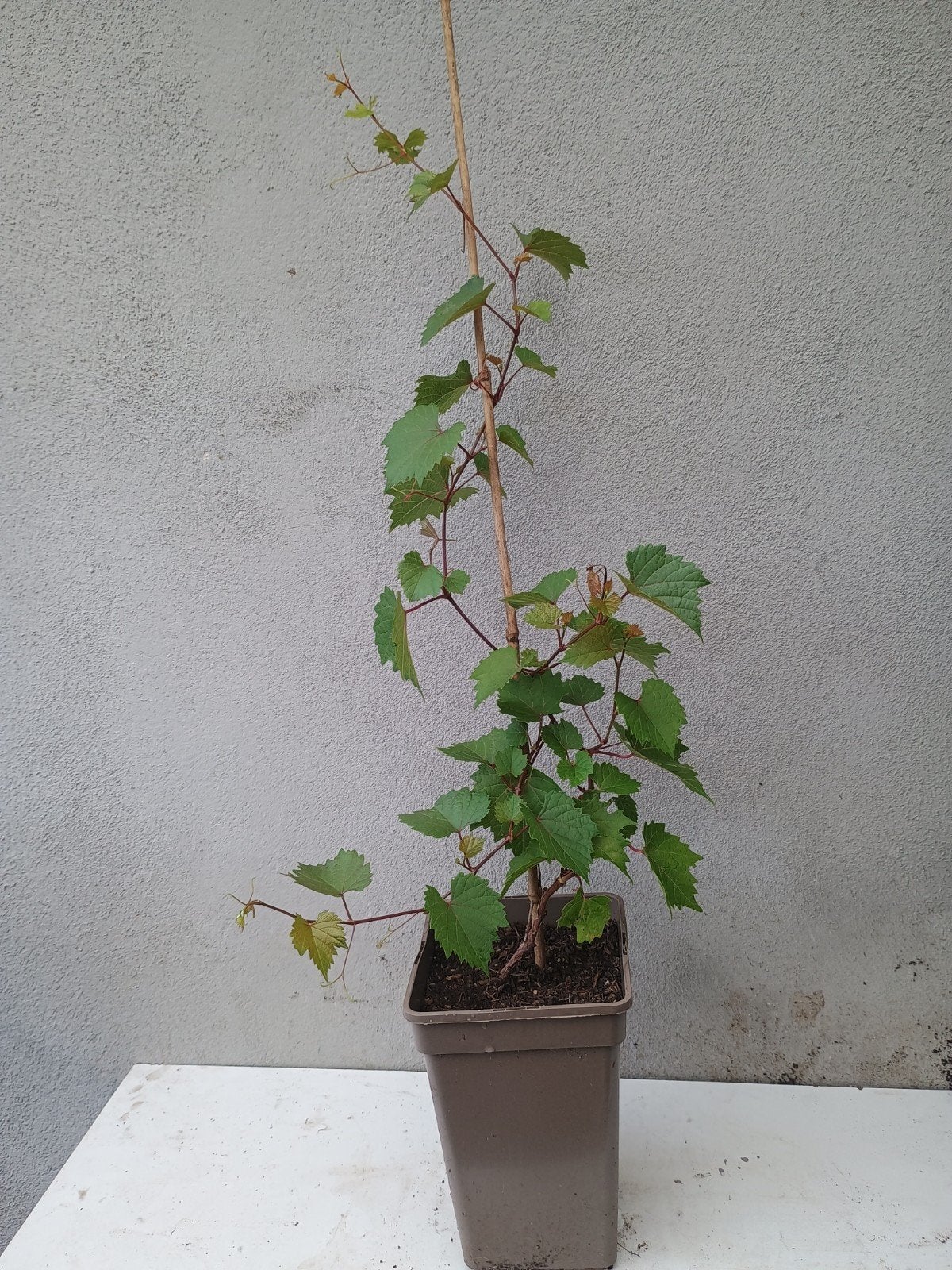 Te koop diverse blauwe druiven planten, Ophalen, Overige soorten, Volle zon