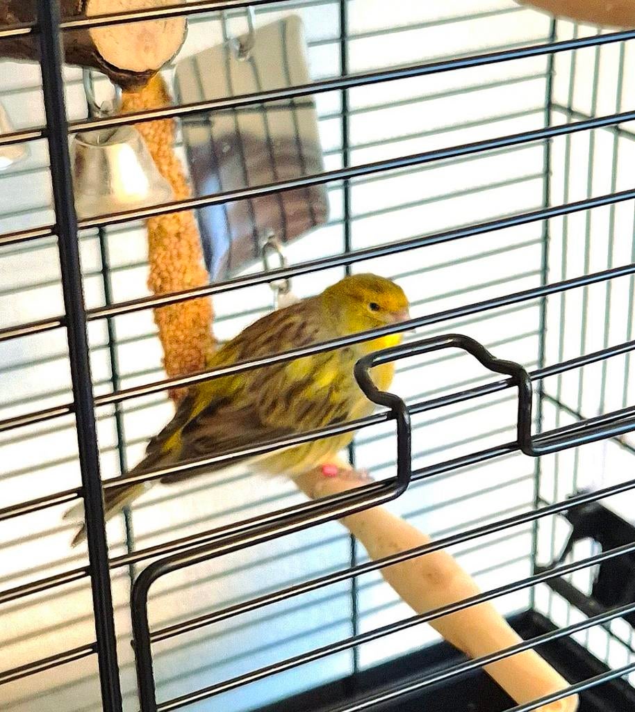 Jonge kanarie man., Mannelijk, Kleurkanarie