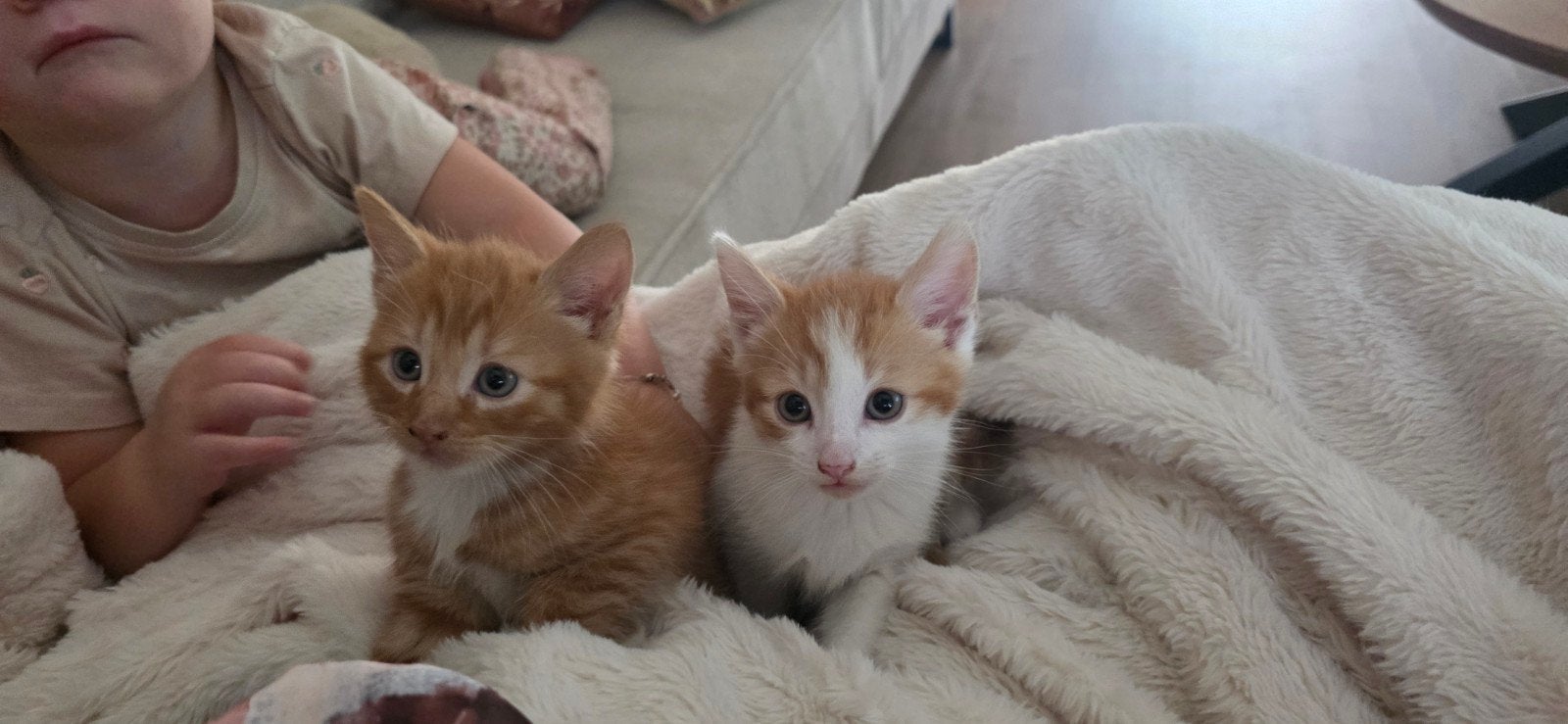 mooie rode kittens (beschrijving goed lezen), Dieren en Toebehoren, Katten en Kittens | Overige Katten, Meerdere dieren