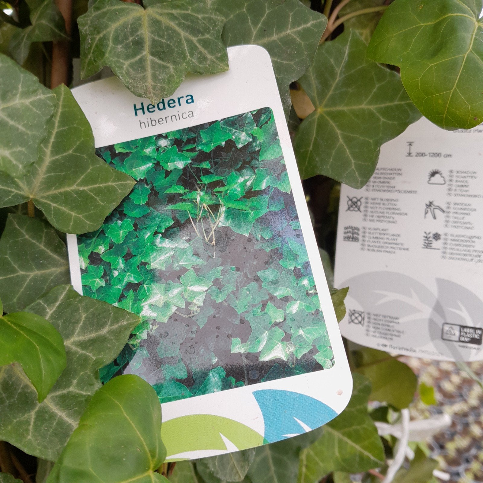 hedera hibernica klimop 120cm/+, Ophalen, Overige soorten, 100 tot 250 cm