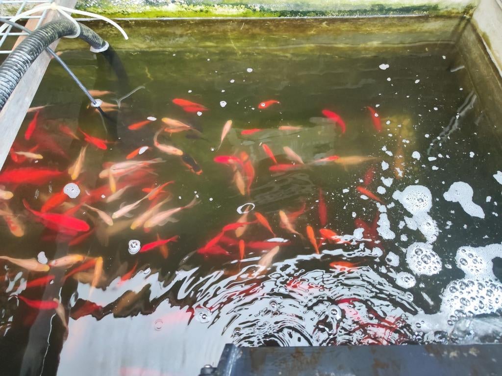 Goudvissen van 5 cm tot 15 cm, Dieren en Toebehoren, Goudvis(sen)