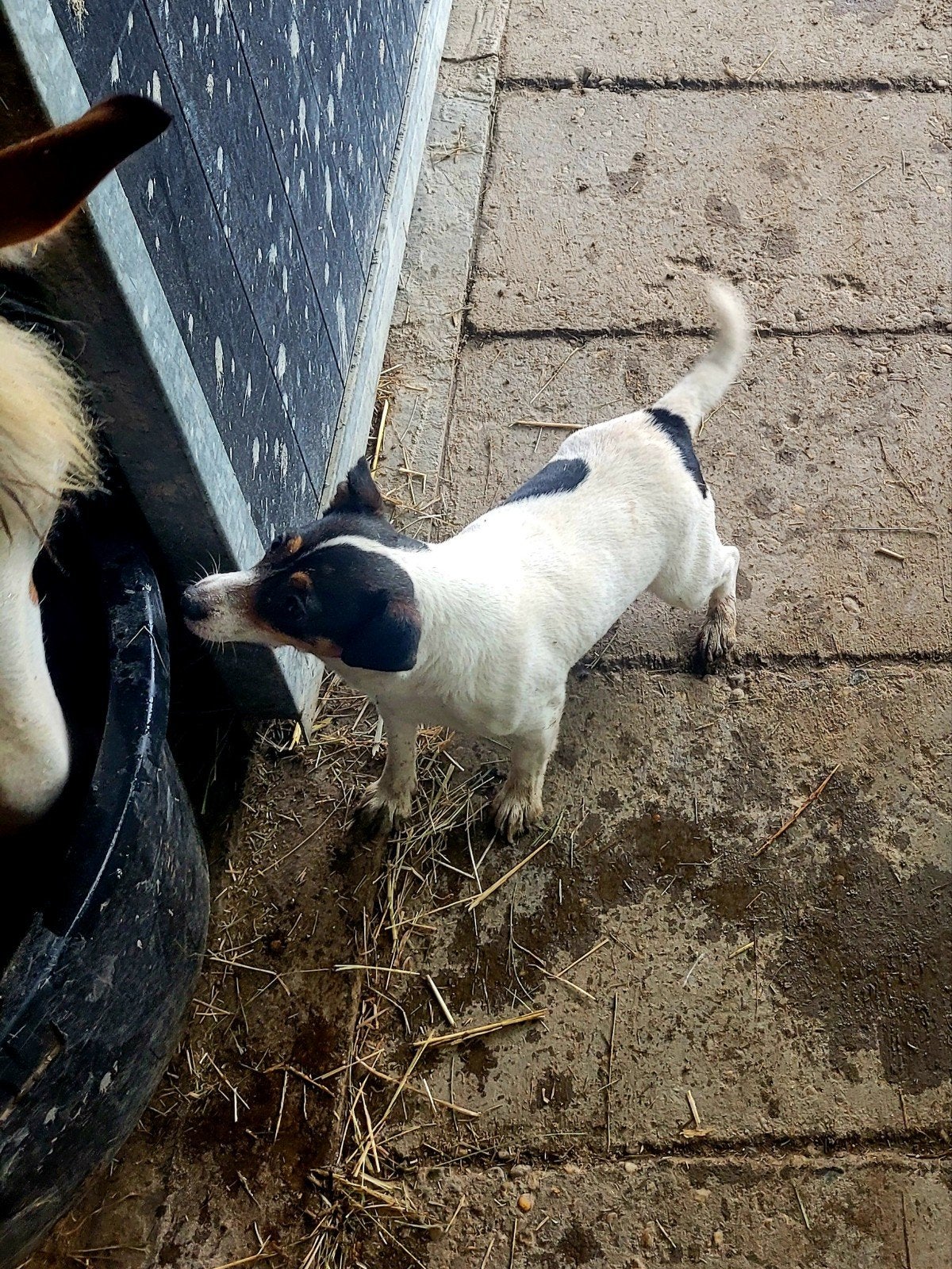 Jack Russell teefje, Dieren en Toebehoren, Jack Russell Terriër, Teef, Eén hond, 3 tot 5 jaar