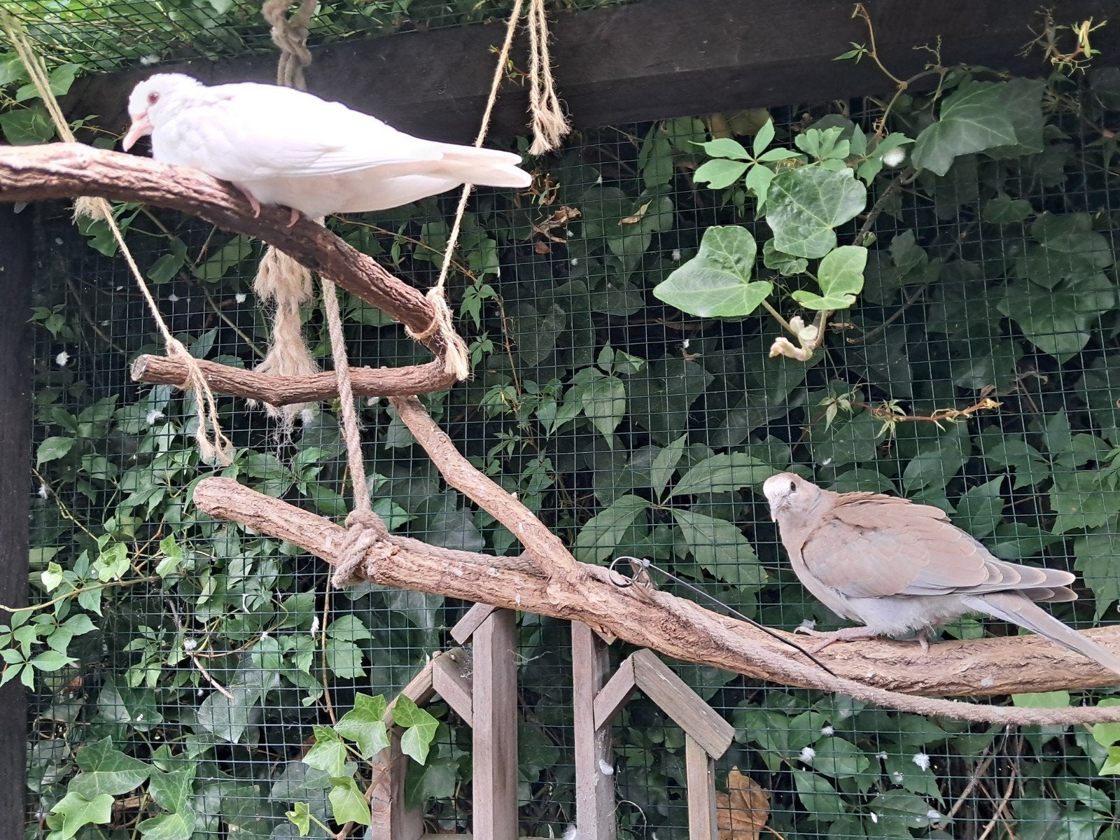 Jonge tortel/lachduiven, Dieren en Toebehoren, Meerdere dieren