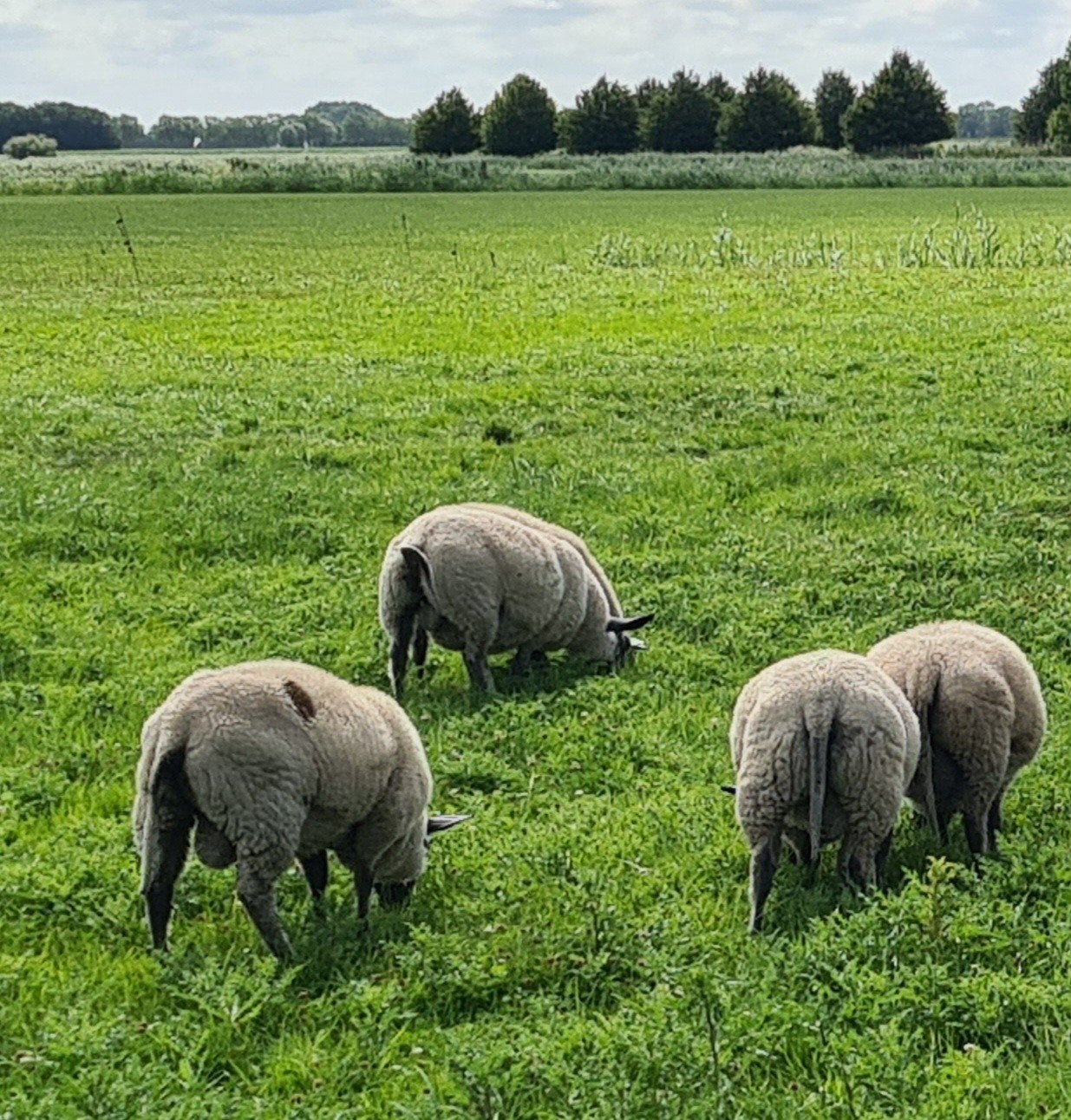 Bleu du Maine ooi-en ramlammeren te koop, Meerdere dieren, Schaap