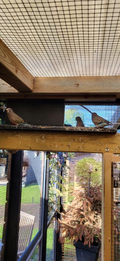 Te koop: 5 jonge Bourke parkieten, Dieren en Toebehoren, Meerdere dieren, Parkiet