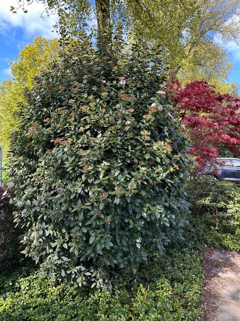 Grote Viburnum struik met witte bloesem, Ophalen, Overige soorten, Struik, 250 cm of meer