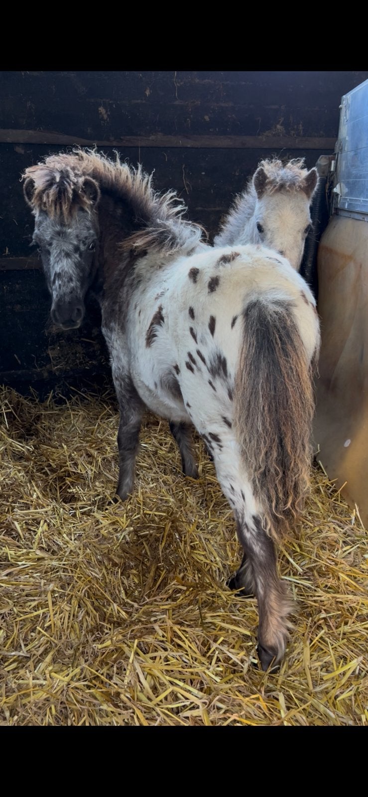 Appaloosa hengst veulens, Niet van toepassing, 0 tot 2 jaar, Hengst, A pony (tot 1.17m)