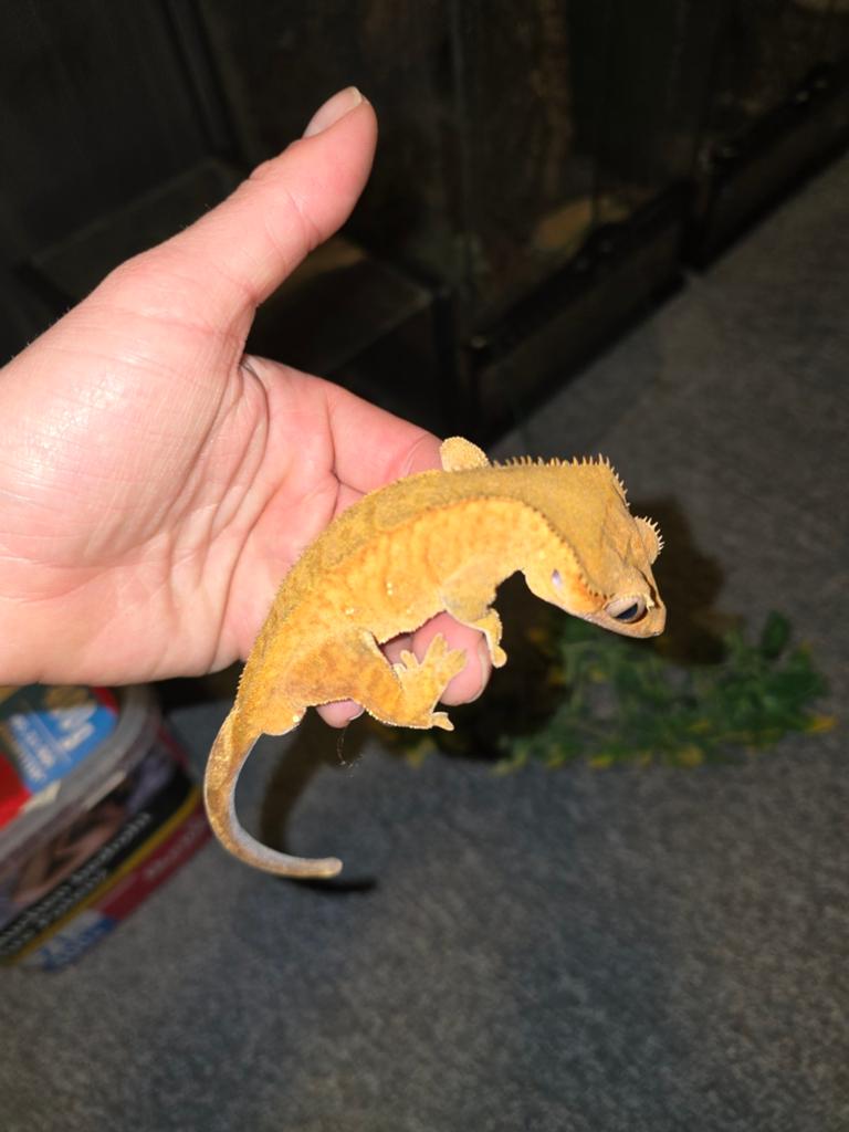 Wimpergekko's, Dieren en Toebehoren, Hagedis, Tam, 0 tot 2 jaar