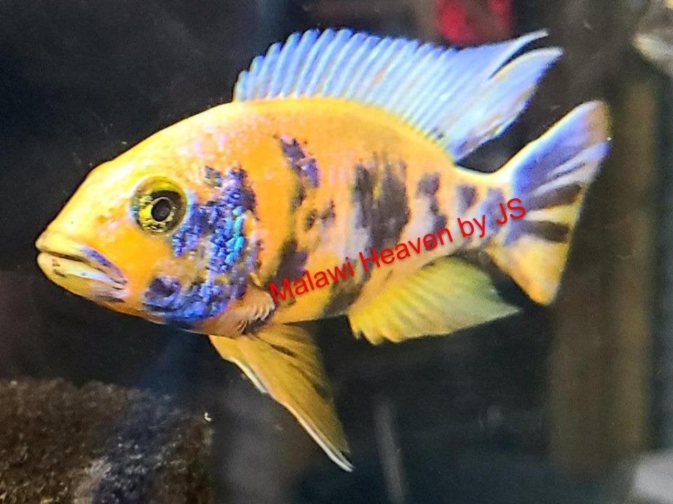 Aulonocara Yellow Berry Malawi Cichliden, Vis, Zoetwatervis, Schoolvis