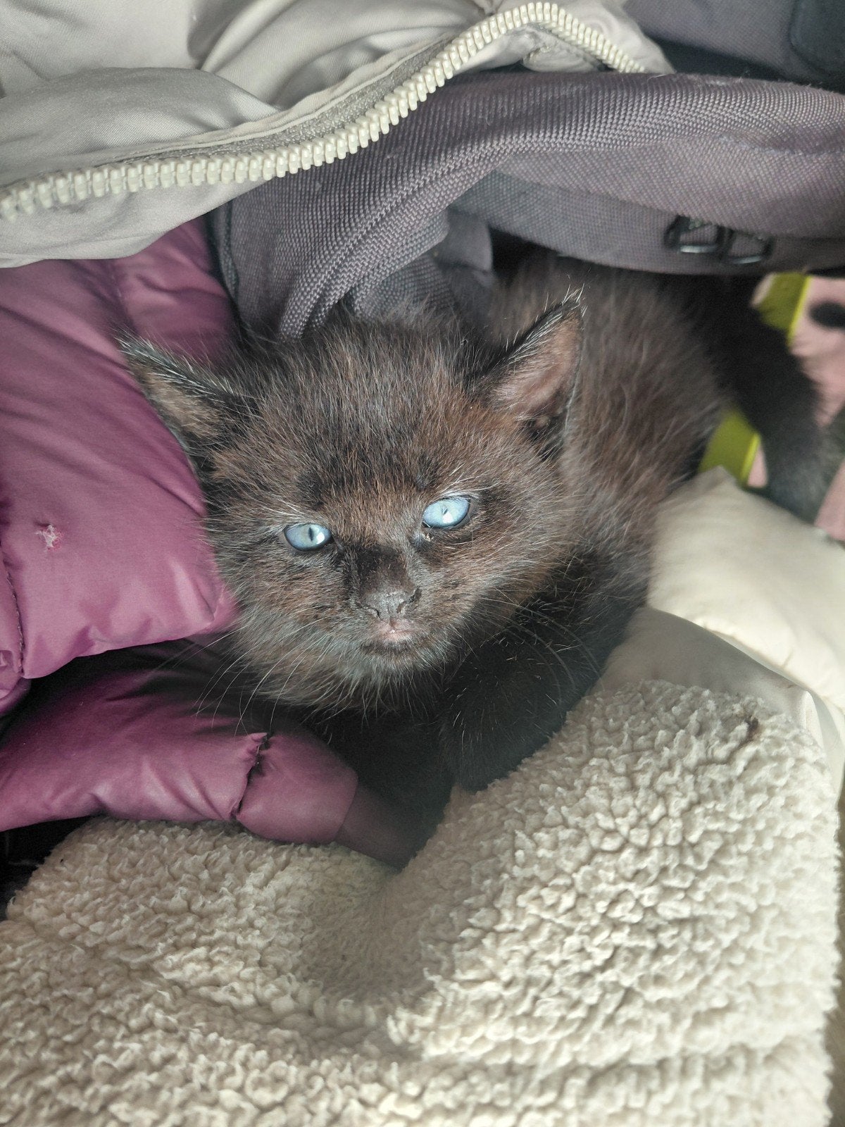 2 pluizige noorseboskat X kittens  mogen vanaf vandaag  weg, Poes, Ontwormd, 0 tot 2 jaar