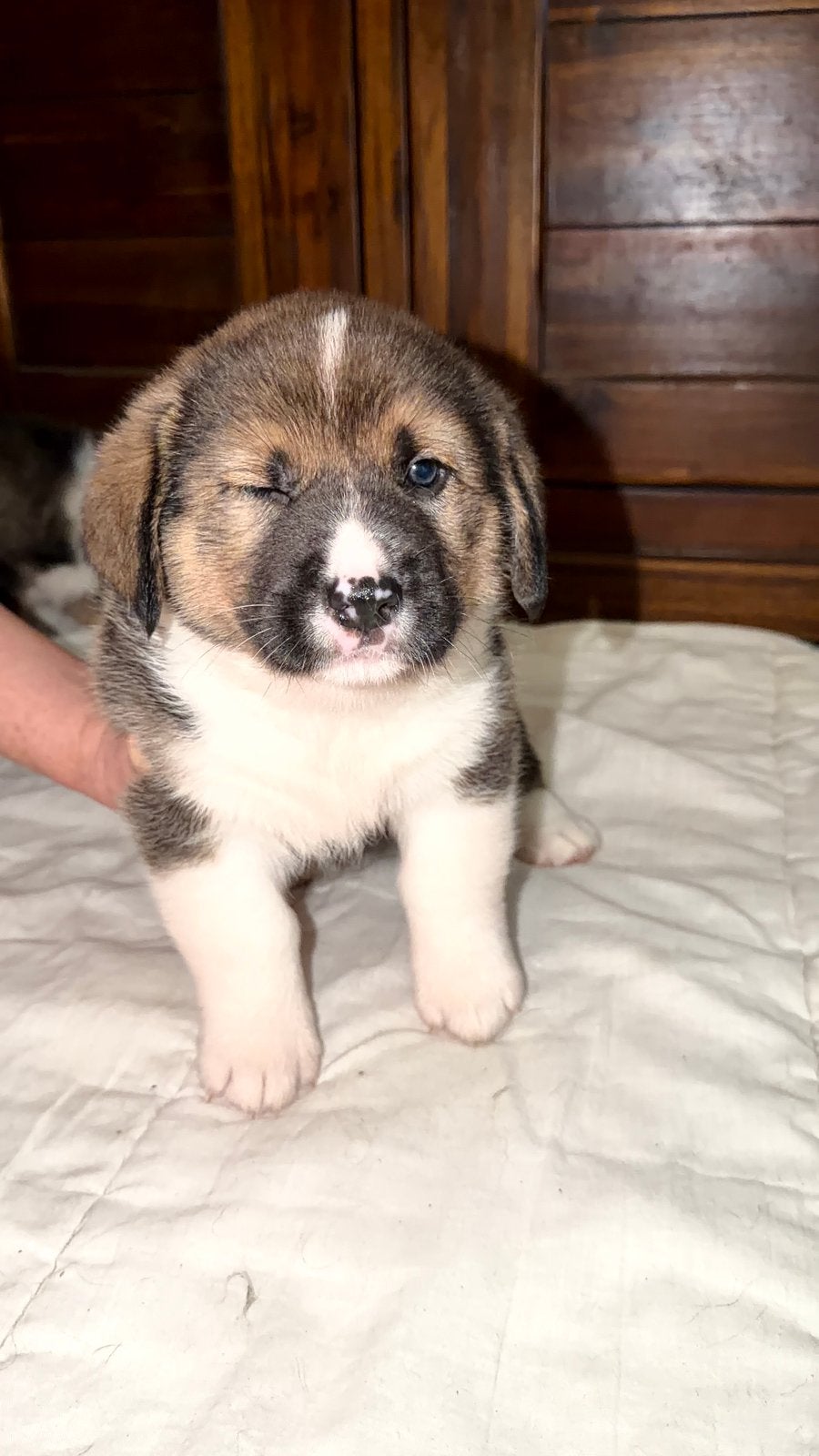 AKITA X CORGI PUPS (corgita), Dieren en Toebehoren, 8 tot 15 weken, Meerdere, Meerdere dieren, CDV (hondenziekte)