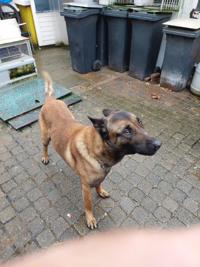 Te koop, Reu, Parvo, Eén hond, 3 tot 5 jaar